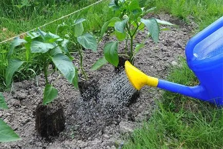 A legjobb fajta paprika Ural