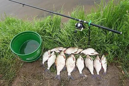 A legjobb csali keszeg kezek - csali téli halászat csalit a feeder