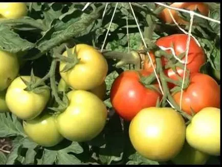 Cele mai bune soiuri de tomate într-o seră pentru Siberia în teren deschis