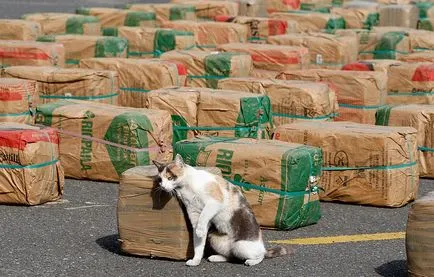 Marijuana fotografii de știri