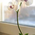 Master class „Phalaenopsis Orhidee» - Saison Romantique - culori de lut polimer