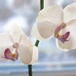 Master class „Phalaenopsis Orhidee» - Saison Romantique - culori de lut polimer