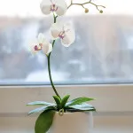 Master Class „Phalaenopsis Orchid» - saison romantique - színek a polimer agyag