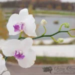 Master class „Phalaenopsis Orhidee» - Saison Romantique - culori de lut polimer