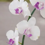 Master class „Phalaenopsis Orhidee» - Saison Romantique - culori de lut polimer