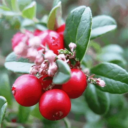 Маски Cranberry лицето