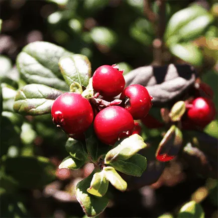 Маски Cranberry лицето