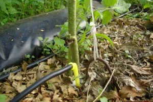 Медна тел срещу свиреп враг ogorodnika- Phytophthora Леониди-инфо