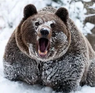 grăsime Ursul cumparat de la Moscova, de la vanatorii de nord