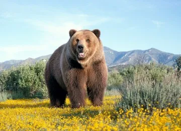 Bear zsír vásárolt Moszkvában, a vadászok az északi