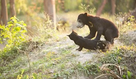 Bear, който не е да се роди, намери приятел в umkra котка