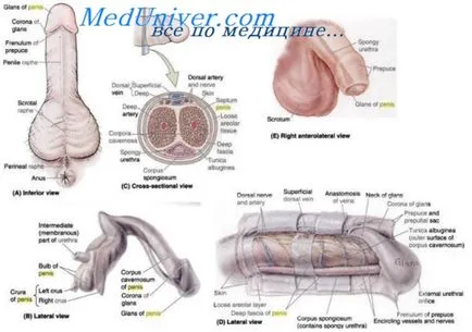 metabolismul testosteron