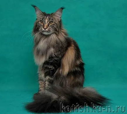 Maine Coon - caracteristici gigant de origine rasa