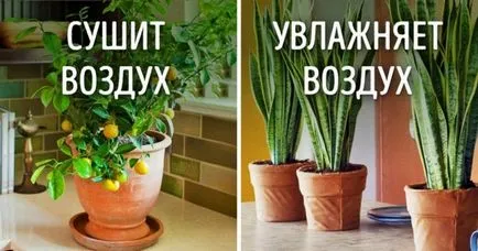 10 plante pentru microclimatul perfectă în casă