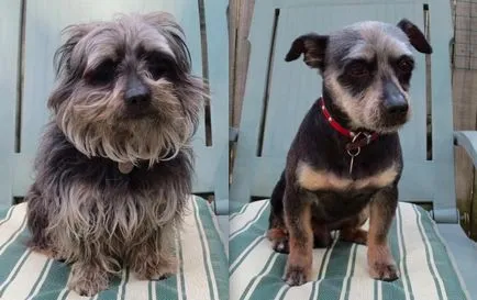 21 Fotók kutyák váltak felismerhetetlenné után nyírás)