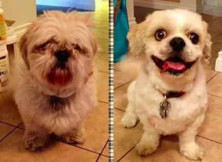 21 Fotók kutyák váltak felismerhetetlenné után nyírás)
