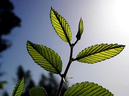 16 A legcsodálatosabb és hihetetlen tényeket a nap