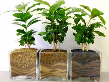 10 plante pentru microclimatul perfectă în casă