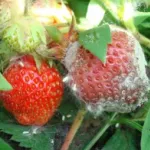 Agrotehnika căpșuni în creștere, căpșuni agricole