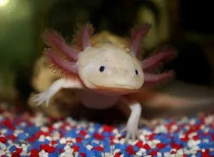 Axolotl - Javaslatok a karbantartási és etetés