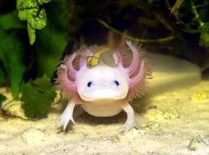 Axolotl - Recomandări pentru întreținere și alimentare