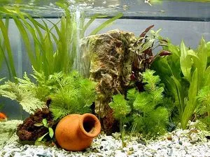 Tippek Aquarium akik kezdeni