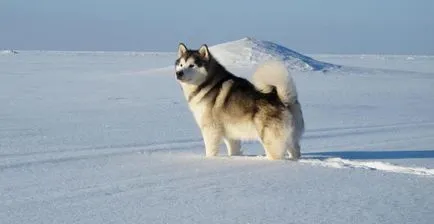 Alaszkai malamut fajta leírása