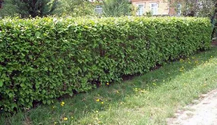 7 Plant Hedge - fotografie și numele