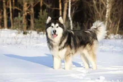 Alaszkai malamut fajta leírása