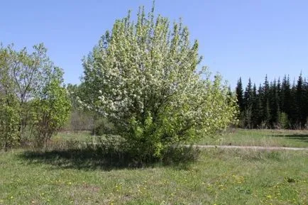 7 Plant Hedge - fotografie și numele