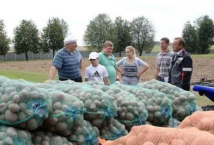 8 fajta burgonyát és burgonyanemesítés Fehéroroszország