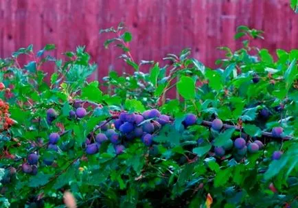 7 Plant Hedge - fotografie și numele