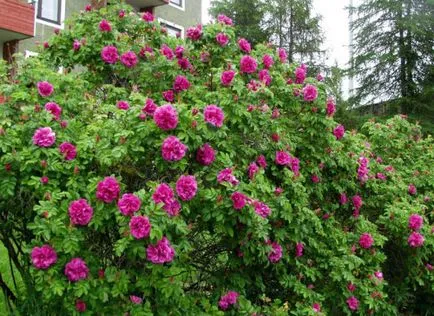 7 Plant Hedge - fotografie și numele