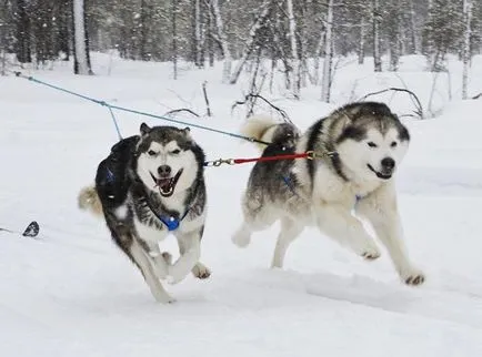 Alaszkai malamut fajta leírása