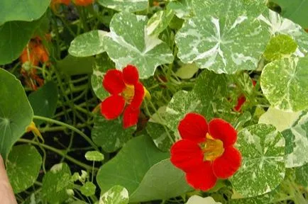 APK - Vitus - sarkantyúvirág tarka