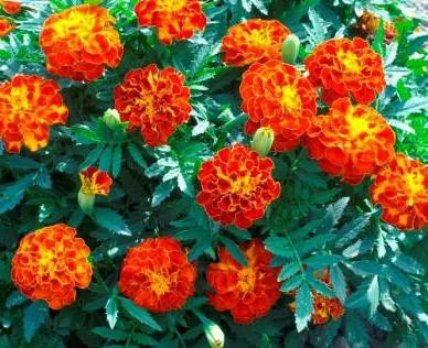 Marigold de plantare perene și de îngrijire, cultivarea