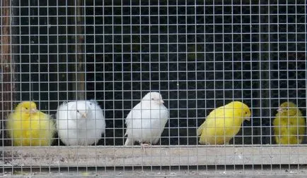 Boli canari cum să recunoască păsările