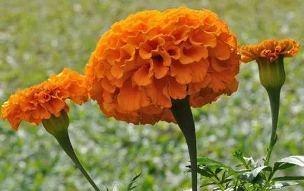 Marigold évelő ültetés és gondozás, művelés