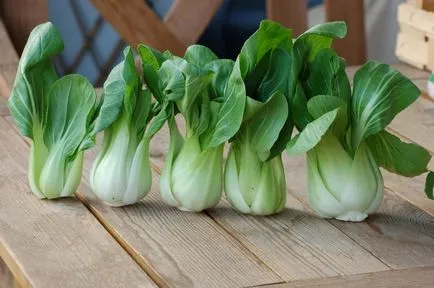 Descrierea bok choy de frunze de varză chinezească, proprietăți medicinale în medicina populară,