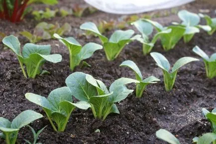 Descrierea bok choy de frunze de varză chinezească, proprietăți medicinale în medicina populară,