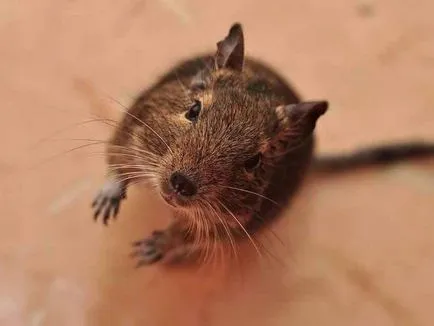 Betegségek szőr és a bőr degus - élet hajtások