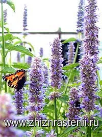 Agastache (agastahe) növényi élet