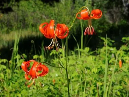Многогодишни цветя за Урал и Сибир снимките и имената на цялото лято цъфтящи многогодишни растения голям,