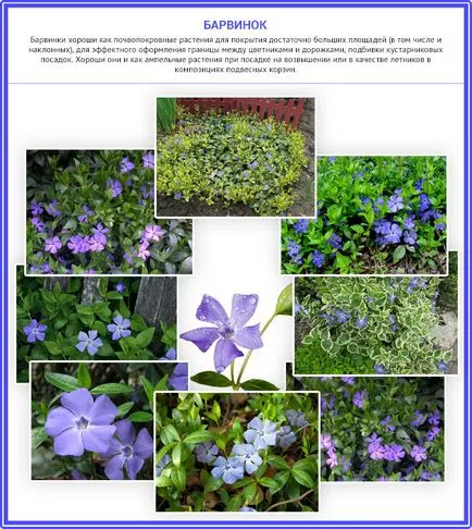 Flori perene pentru Siberia și selecția Urali a celor mai bune plante perene