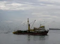 Sirályok, albatroszok és petrels - nappali barométerek hajósok