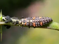 Buburuzele - apărători grădini