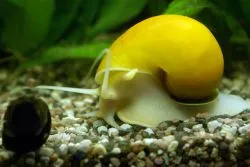 Mi a takarmány akváriumi csigák