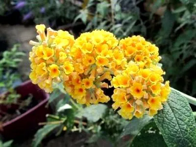 Buddleja ültetés és gondozás a nyílt terepen növénynemesítési