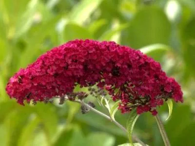 plantare Buddleja și de îngrijire a culturilor în câmp deschis de reproducție