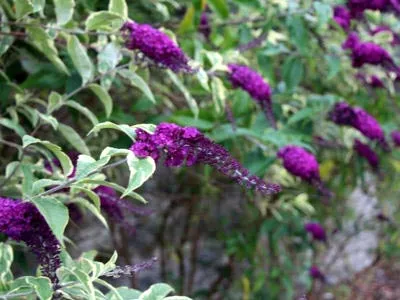 Buddleja ültetés és gondozás a nyílt terepen növénynemesítési